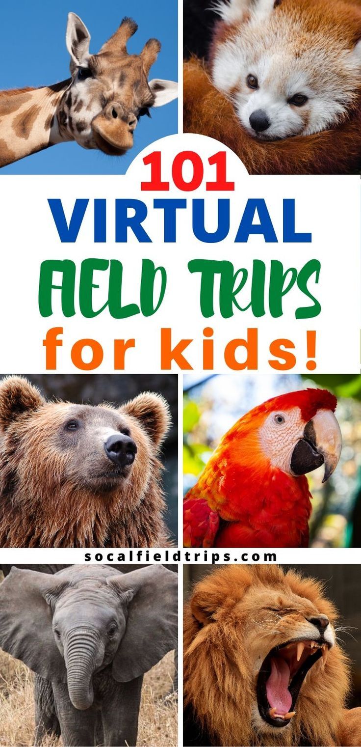 the top 10 virtual field trips for kids with pictures of animals and giraffes