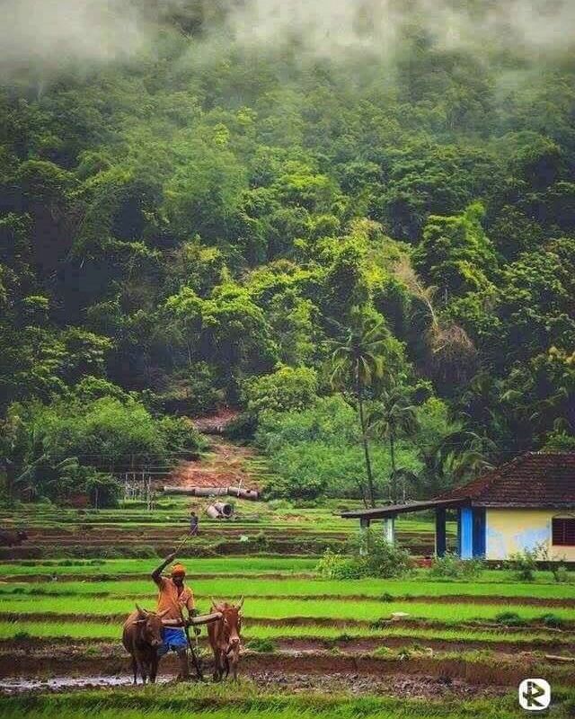 a man is plowing the fields with two horses