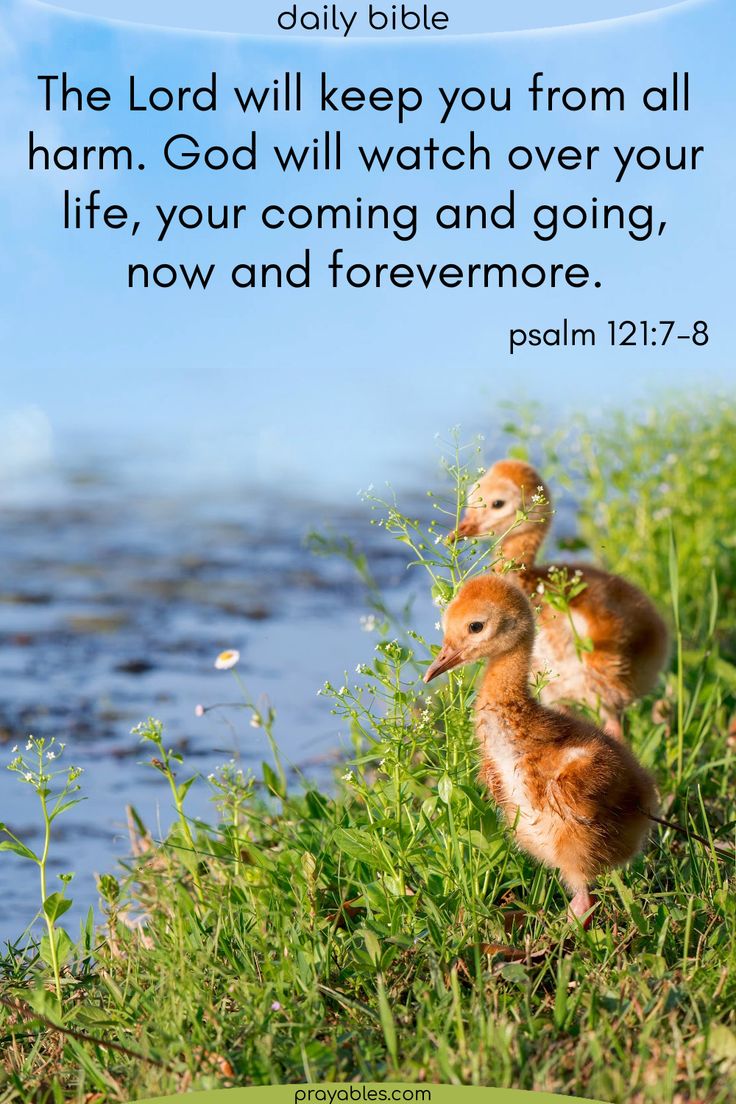 two little ducks in the grass with a bible verse about god's love for him