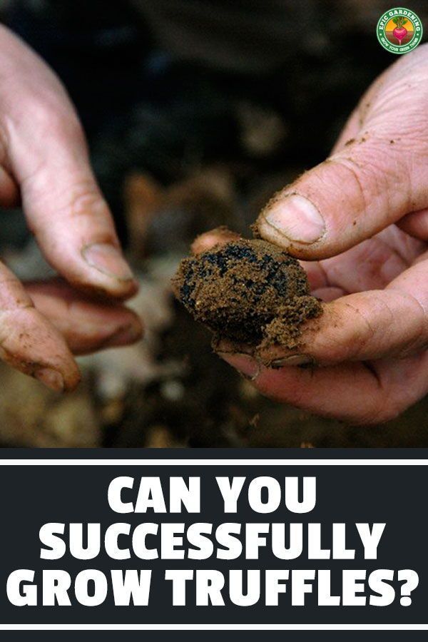 two hands holding dirt and soil with the words can you successfully grow truffles?