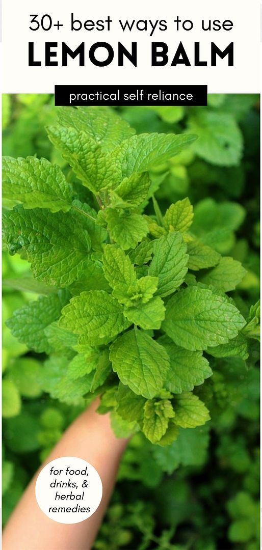 lemon balm with text overlay that reads, 30 best ways to use lemon balm practical self reliance