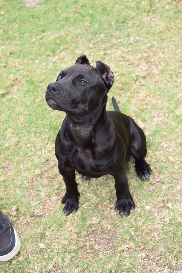 a small black dog sitting on top of a grass covered field next to a person