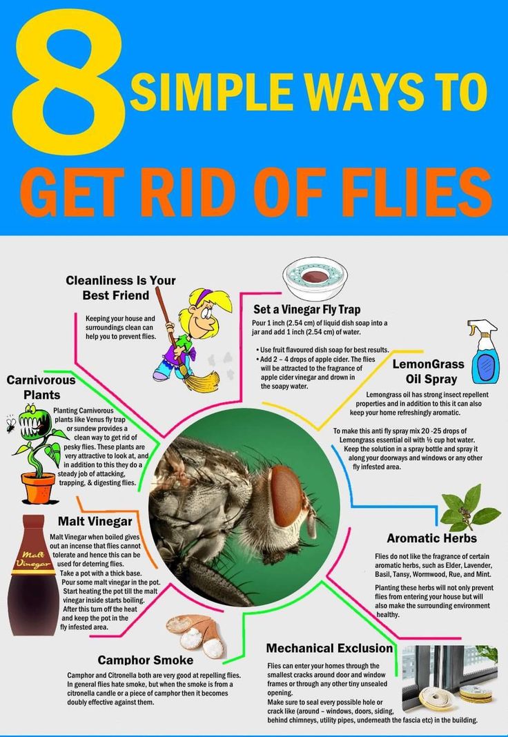 the 8 simple ways to get rid of flies in your home or office - info poster