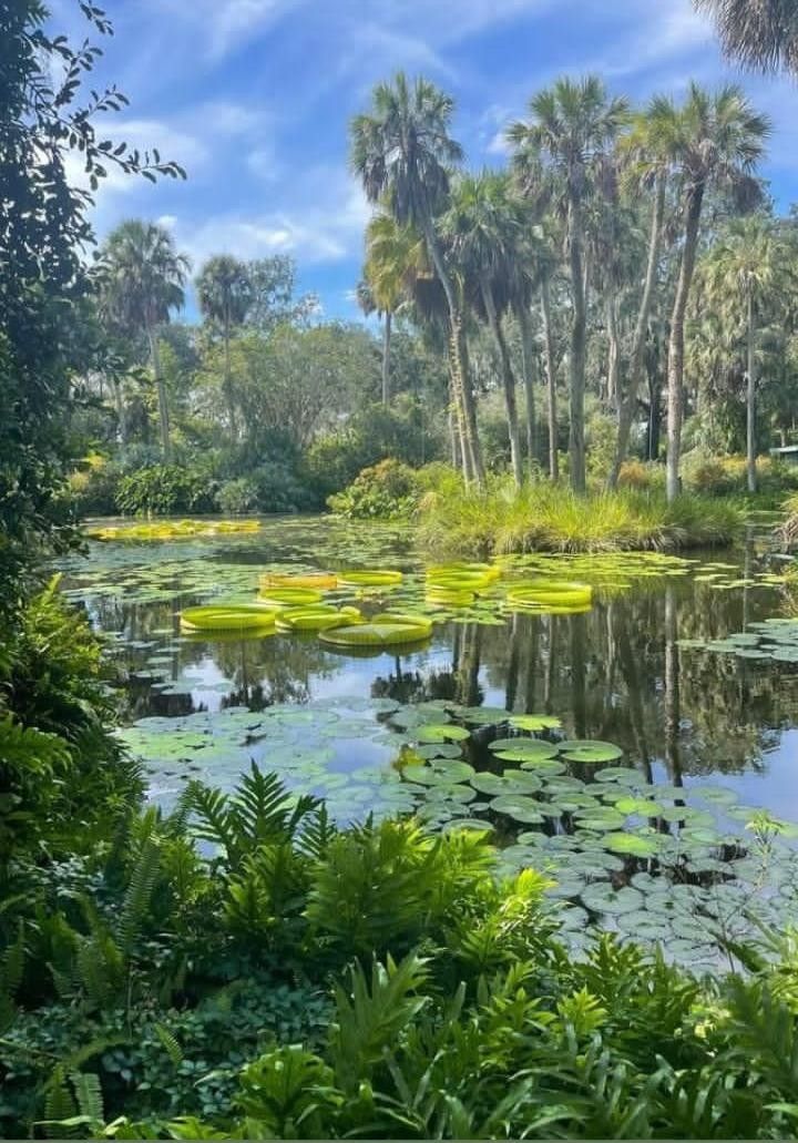 a pond with lily pads and palm trees in the background, surrounded by greenery