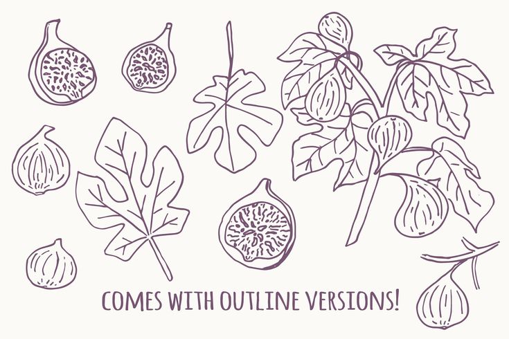 some different types of leaves and fruit on a white background with the words comes with outline versions