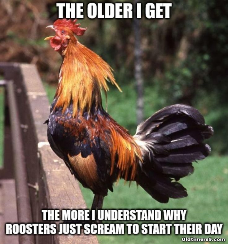 a rooster standing on top of a wooden fence next to a field with trees in the background