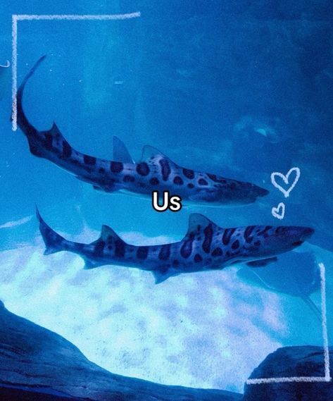 two fish swimming in an aquarium with the words us above them and below it are hearts