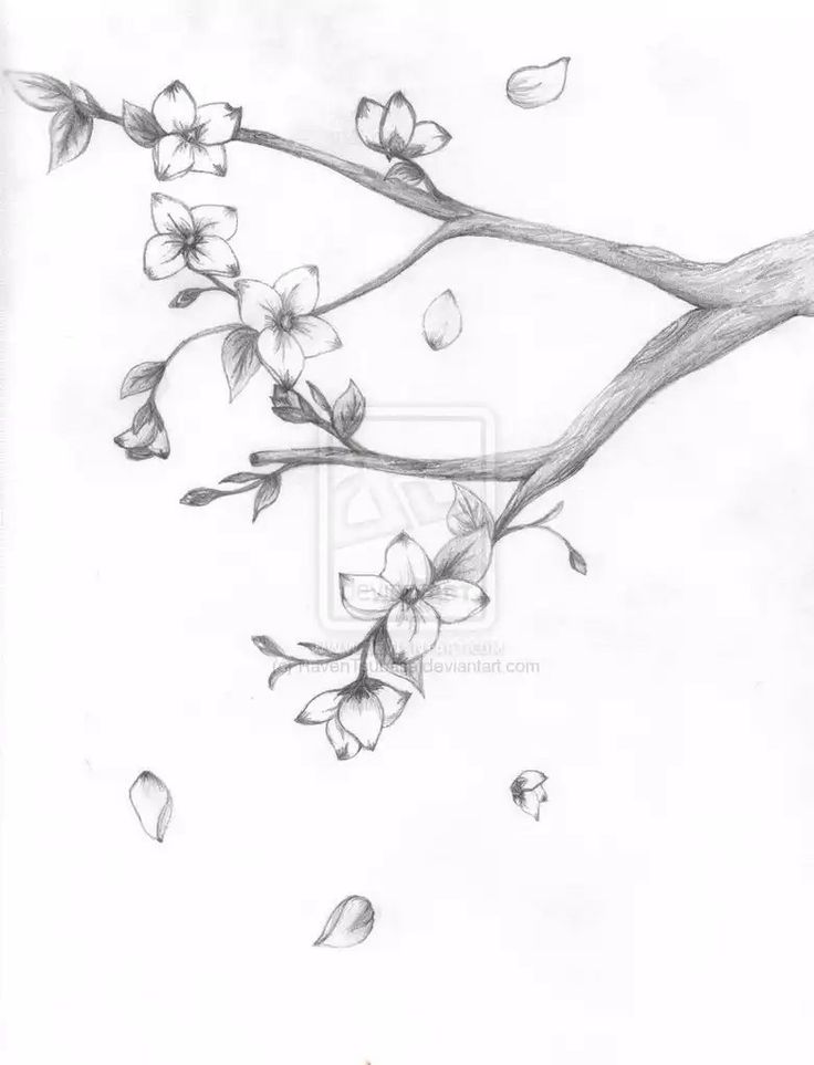 a pencil drawing of a branch with flowers