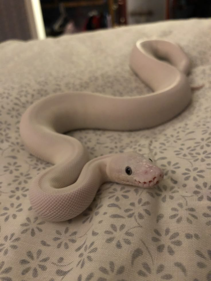 a white snake laying on top of a bed