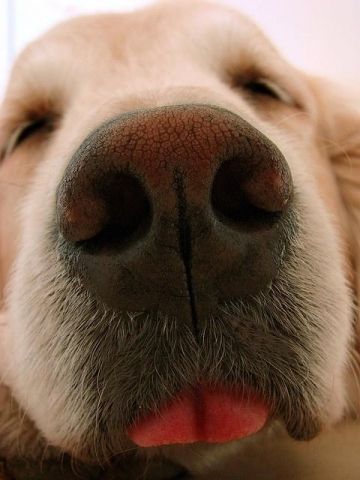 a close up of a dog's nose with it's tongue sticking out