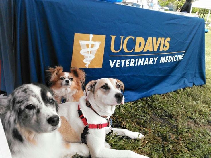 three dogs sitting next to each other in front of a blue table with the u s davis veterinary medicine logo on it