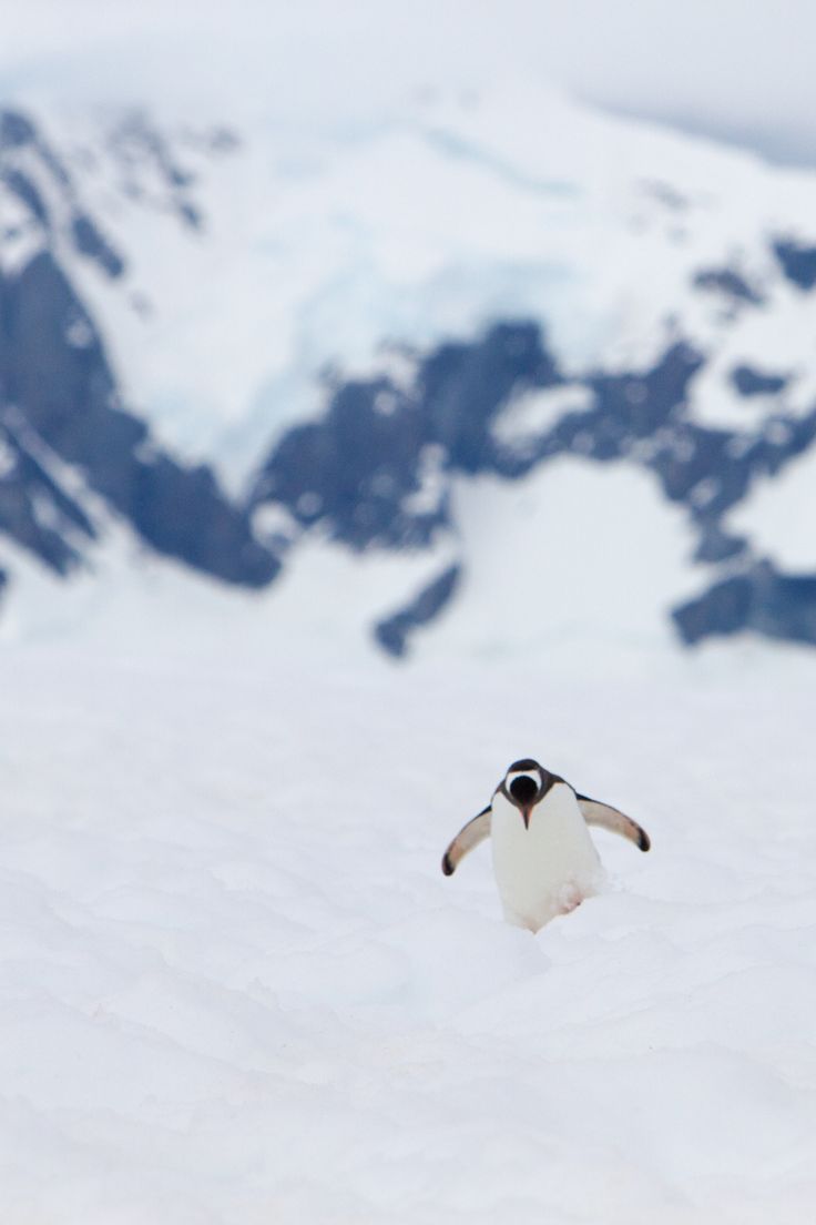 a penguin flying through the air in front of snow covered mountains