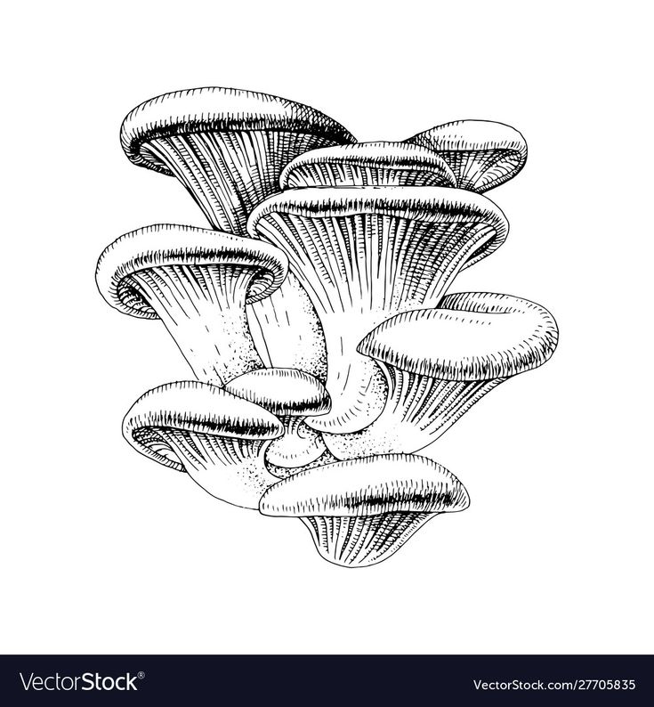 a group of mushrooms hand drawn in ink on paper royaltyvector stock photo - illustration