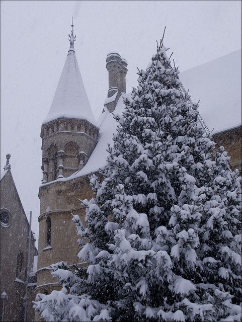 a snow covered tree in front of a church