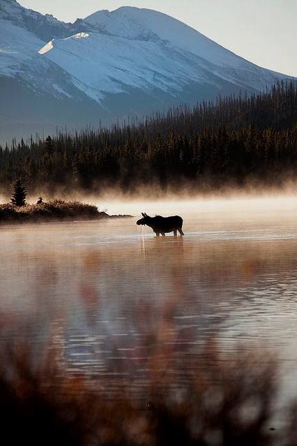 a moose standing in the middle of a lake with mountains in the background on a foggy day