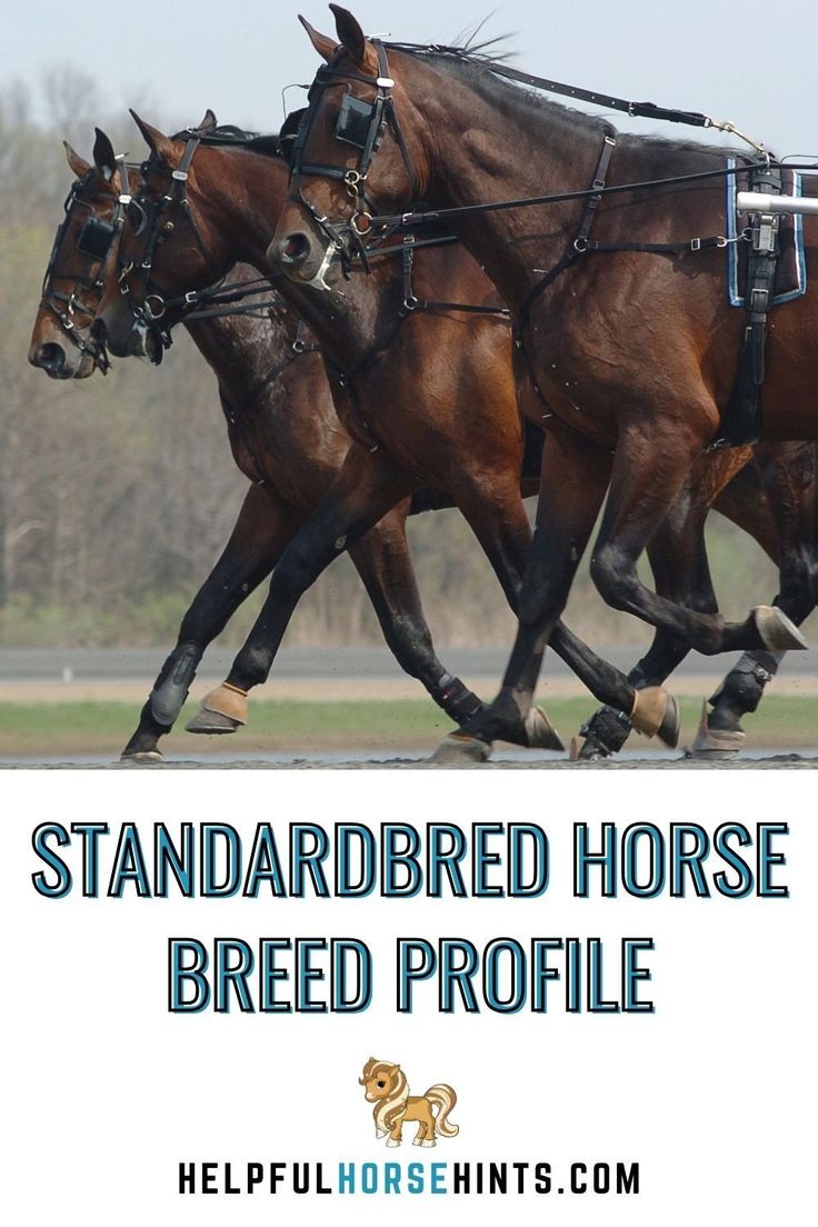 two horses pulling a carriage with the words standard horse breed profile