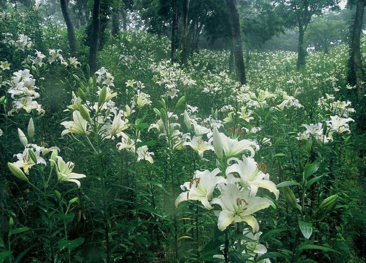 white flowers in the middle of a forest