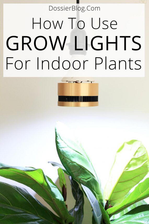 a potted plant with text overlay how to use grow lights for indoor plants