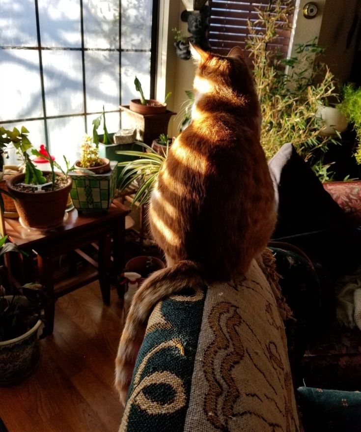 a cat sitting on the back of a couch in front of a window with potted plants