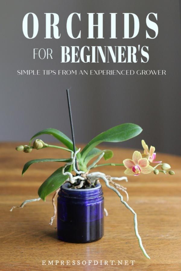 an orchid plant in a blue jar with the title, orchids for beginners simple tips from an experienced grower