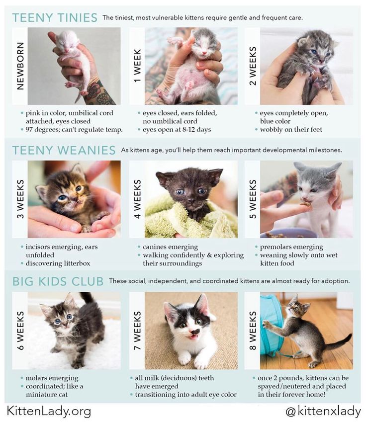 a poster with pictures of kittens in different poses