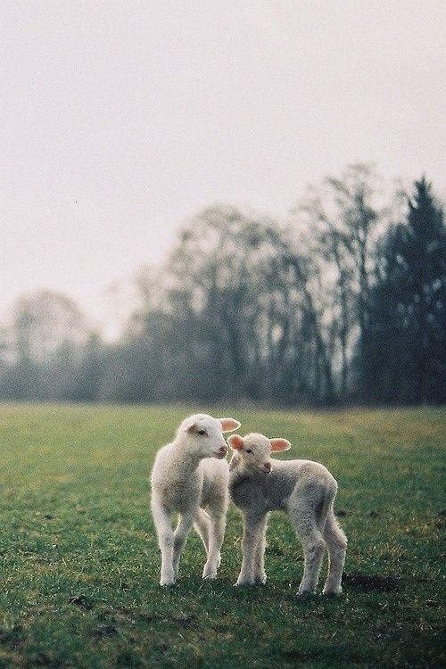 two lambs are standing in the middle of a grassy field with trees in the background