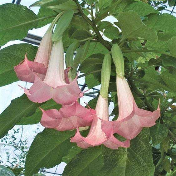 some pink flowers hanging from a green plant