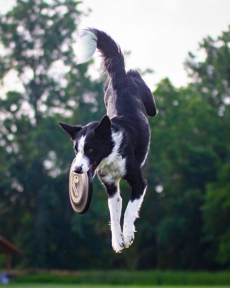 a black and white dog jumping in the air with a frisbee