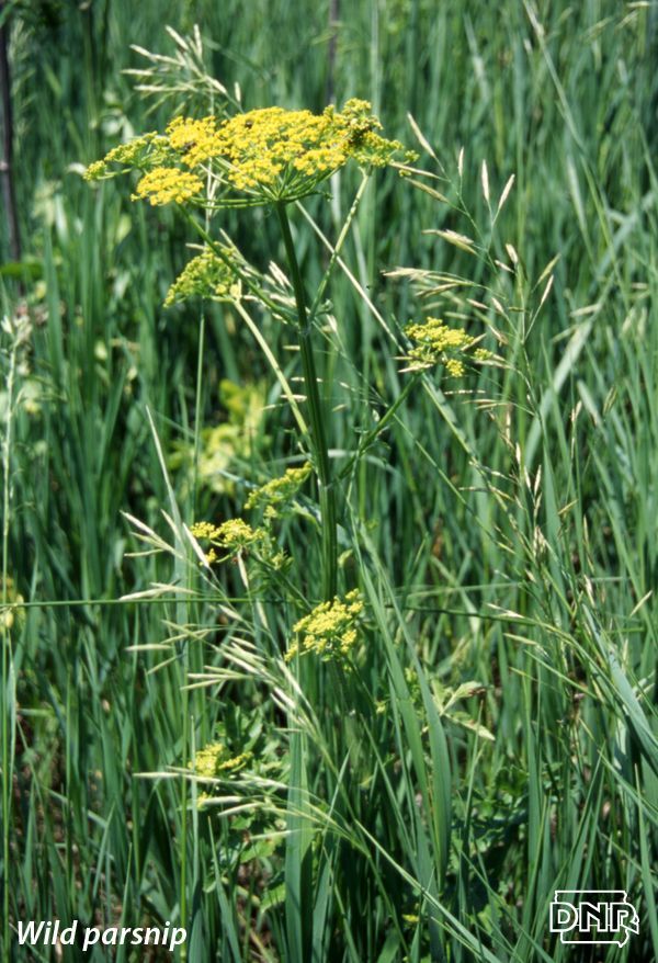 some yellow flowers are in the tall grass