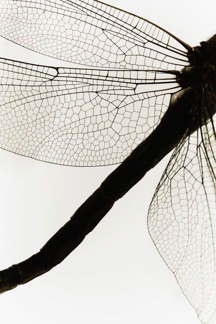 a black and white photo of a dragonfly