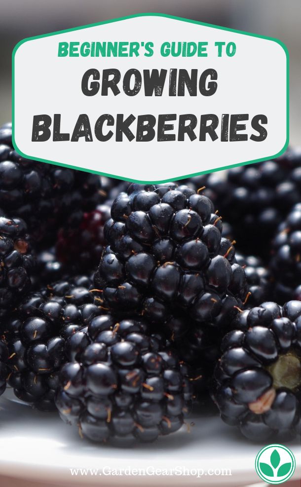 blackberries on a plate with the title beginner's guide to growing blackberryes