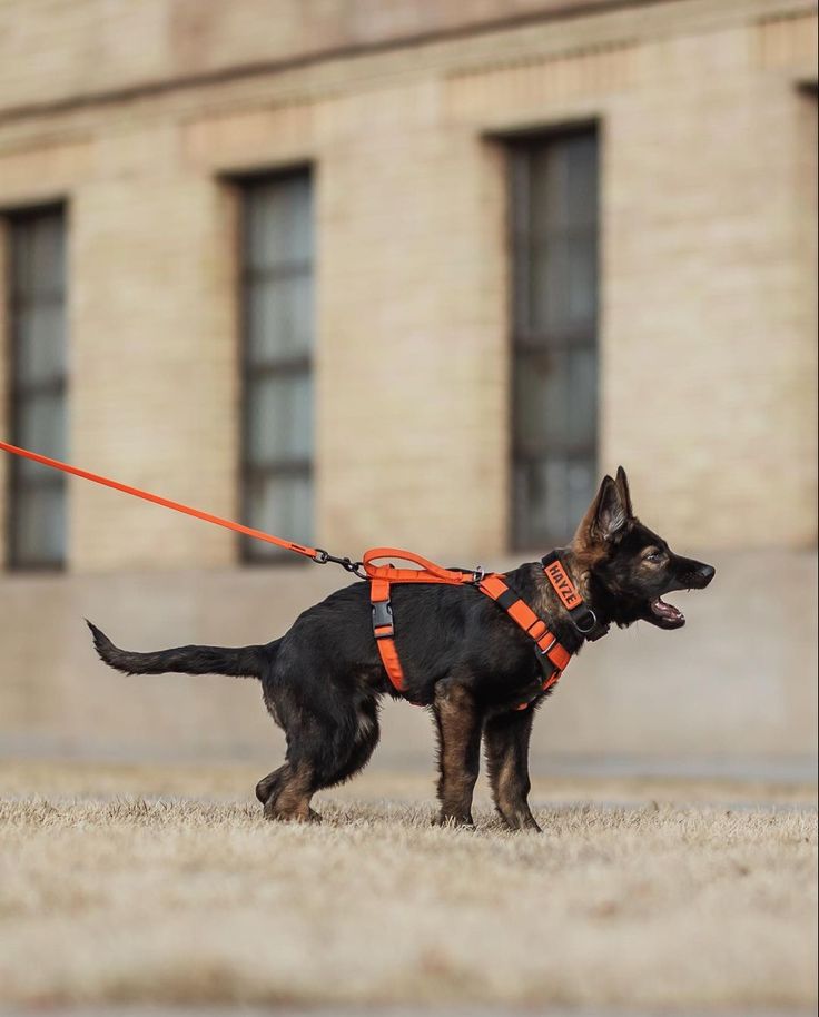 a black and brown dog wearing an orange harness on a leash in front of a building