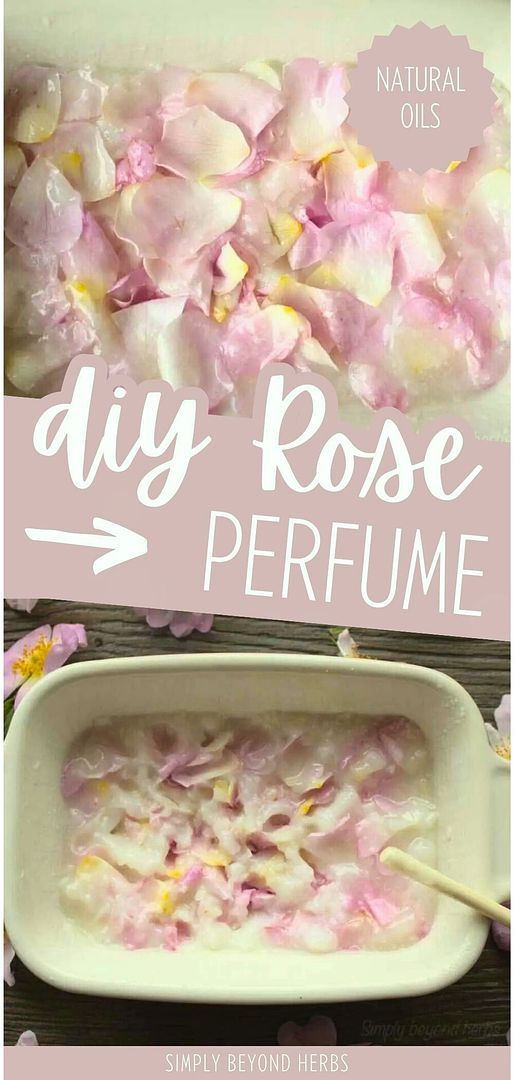 Add to your Natural Oils with DIY rose perfume. Discover how to use the enfleurage method to create your own rose perfume at home. This traditional technique allows you to capture the fresh fragrance of wild roses using coconut oil. Find more healing flowers, DIY beauty, and homemade beauty products at simplybeyondherbs.com. Homemade Rose Perfume, Homemade Perfume With Flowers, How To Make Rose Oil, How To Save Flowers, Diy Elixir, How To Smell Like Roses, Rose Petal Recipes, Rose Oil For Skin, Perfume Diy