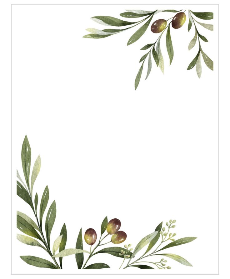 an olive tree branch with green leaves and berries on it, in the corner of a white