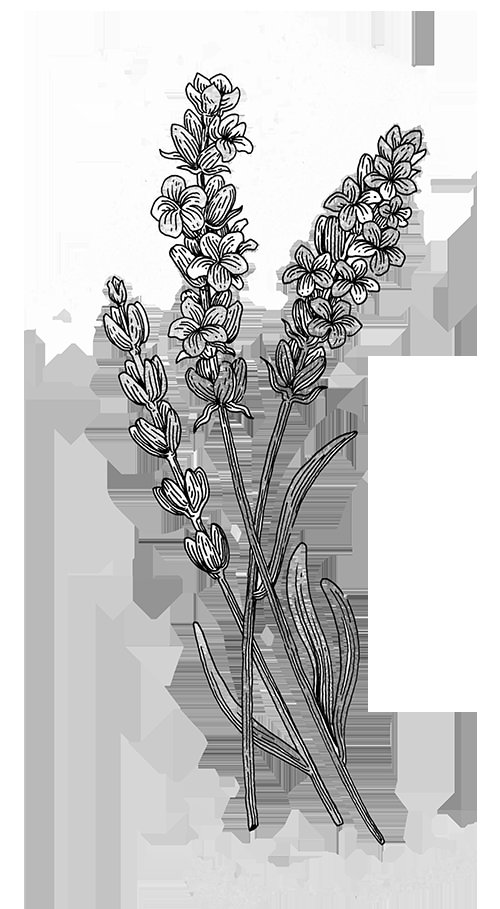 a drawing of some lavender flowers on a white background with black and white lines in the middle