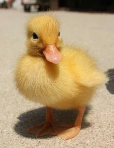 a small yellow duckling sitting on the ground