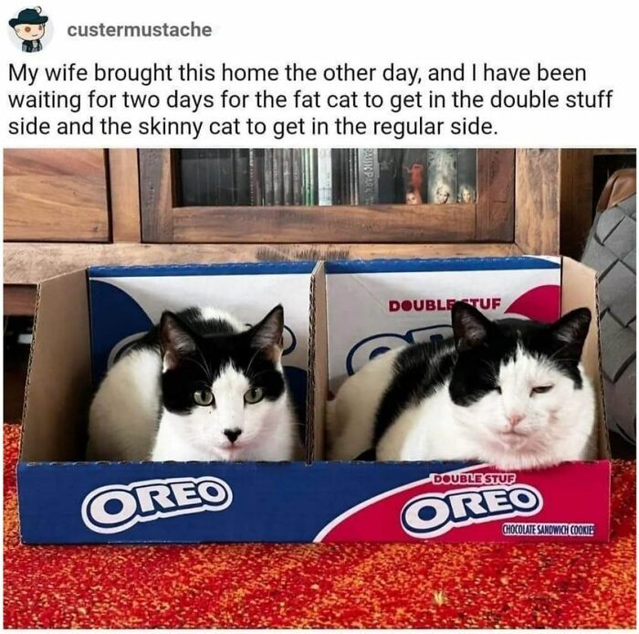 two black and white cats are in a box