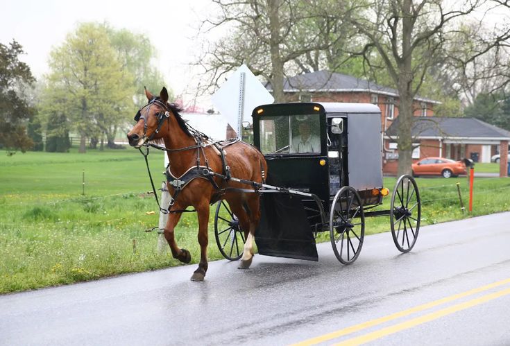 a horse pulling a carriage down the road in front of a house on a rainy day