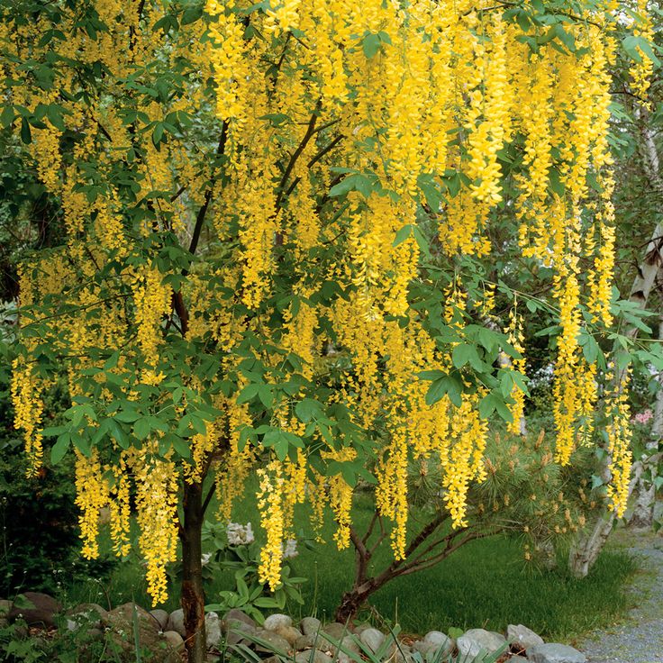 the yellow flowers are blooming all over the trees