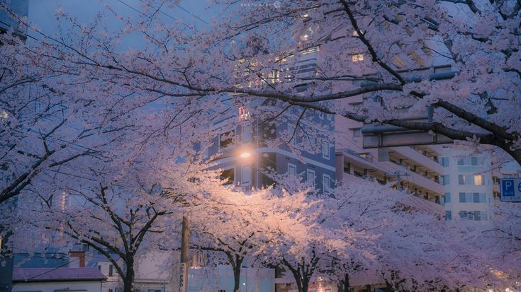 the trees are covered in white flowers and lights at night, along with tall buildings