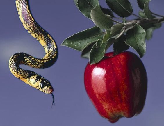 an apple and snake hanging from a tree branch