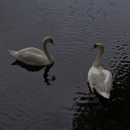 two swans are swimming in the water together