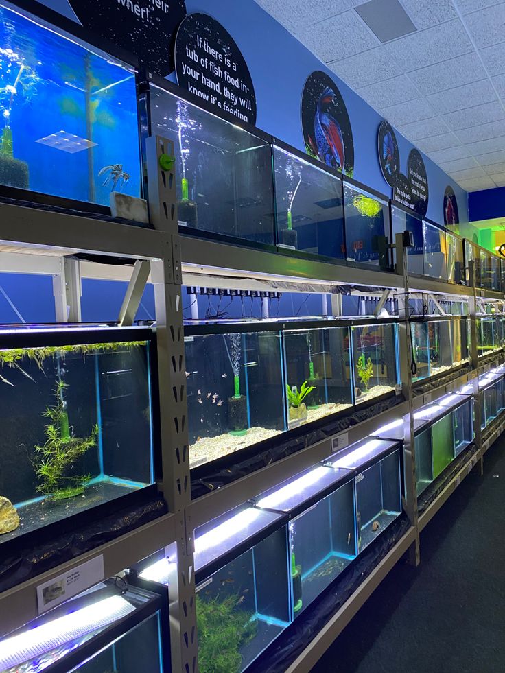 an aquarium in a store filled with different types of fish and algaes on shelves