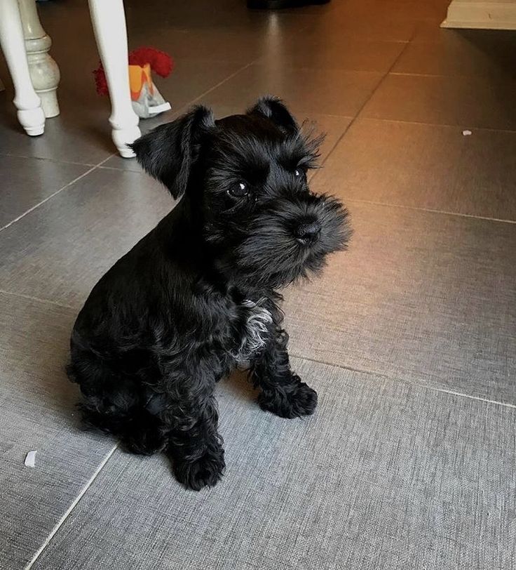 a small black dog sitting on the floor