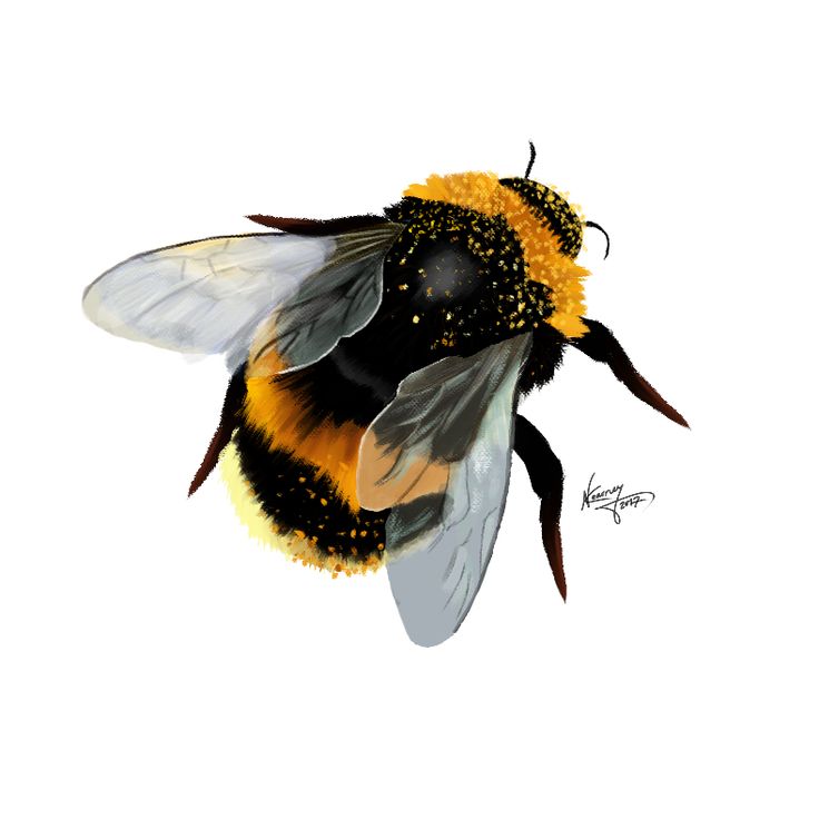 a drawing of a bee with yellow and black stripes on it's back legs