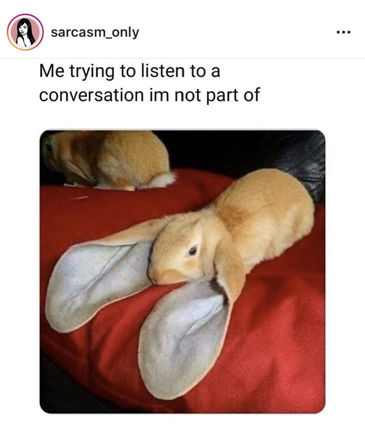 a rabbit is laying on top of a red blanket with the caption saying, quand'l'endes 2 persons quii chuchent