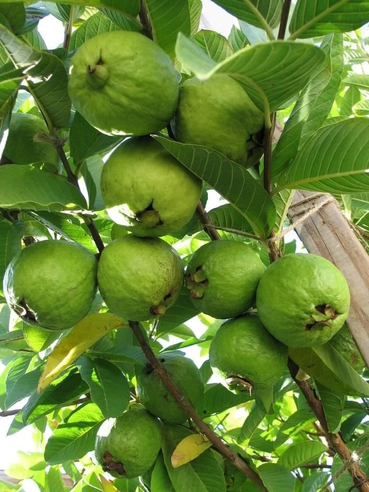 some green fruit hanging from a tree branch