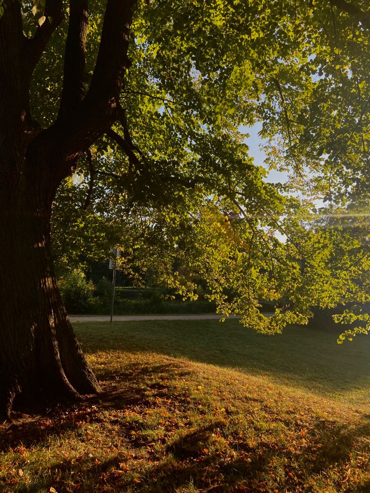 the sun shines through the trees in an open area with grass and leaves on the ground