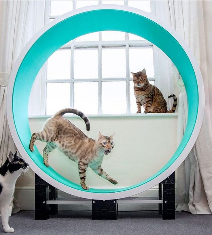 two cats are looking at themselves in the mirror