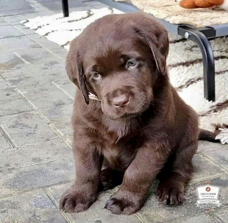 a brown puppy is sitting on the ground